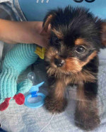 Lovely Teacup Yorkie