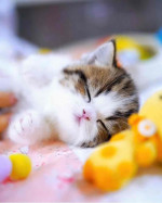 Meet baby Jasper his very lovely 🥰 and sweet ❤️❤️