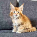 Mainecoons kittens for adoption and rehoming