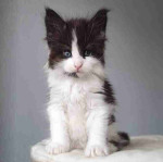 Mainecoons kittens for adoption and rehoming