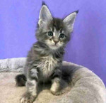 Adorable mainecoons kittens for adoption