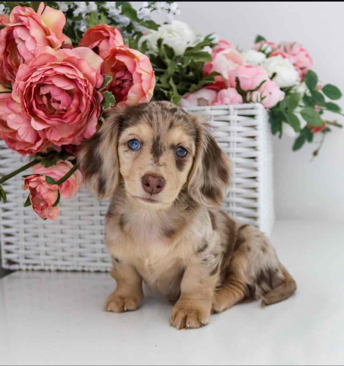 Dachshund for adoption