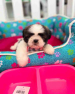 Shih tzu puppy for Adoption