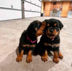 German Rottweiler Puppies Ready