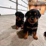 German Rottweiler Puppies Ready