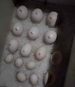 Fertile parrots eggs and parrots for sale