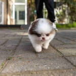 Teacup Pomeranian Puppies Available for Adoption