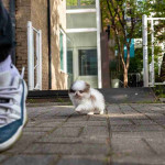 Teacup Pomeranian Puppies Available for Adoption