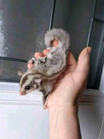 Sugar Glider