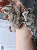 Sugar Glider