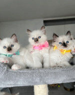 READY TO GO! Pure Ragdoll kittens ready to leave