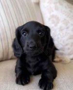 Dachshund puppies for adoption and rehoming