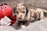 Dachshund puppies