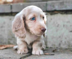 Dachshund puppies for adoption
