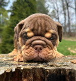 🏡🐾 Adorable English Bulldog puppies ready to join loving families! 💕 Vet-checked, healthy, and full of cuddles. Message me for more info! 🐶❤️