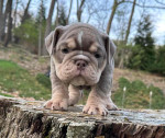 🏡🐾 Adorable English Bulldog puppies ready to join loving families! 💕 Vet-checked, healthy, and full of cuddles. Message me for more info! 🐶❤️