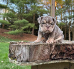 🏡🐾 Adorable English Bulldog puppies ready to join loving families! 💕 Vet-checked, healthy, and full of cuddles. Message me for more info! 🐶❤️