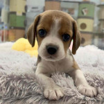 Beagle girl