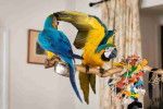 Hand Reared and Well Tamed Macaw Parrots Available