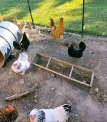 CHICKEN COOP AND HENS FOR SALE