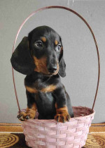 Dachshund puppy