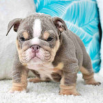 English bulldog
