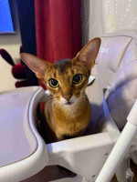 Rare Sphynx and Abyssinian Kittens for Sale - Get Yours Today!