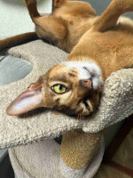 Rare Sphynx and Abyssinian Kittens for Sale - Get Yours Today!