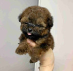 "Tiny Teacup Poodles - Cute Puppies Looking for Homes"