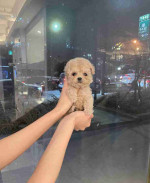"Teacup Poodle Babies - Sweet & Lovable Companions"