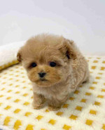 "Teacup Poodle Babies - Sweet & Lovable Companions"