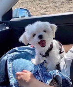 Due to the nature of my job .. 1 am needing to re-home Bella. Age - 9weeks . She potty trained . She loves car rides and exploring the lake. She loves going on walks she’s good on a leash.  She loves kids.