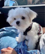 Due to the nature of my job .. 1 am needing to re-home Bella. Age - 9weeks . She potty trained . She loves car rides and exploring the lake. She loves going on walks she’s good on a leash.  She loves kids.