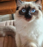 Meet this little Ragdoll