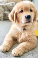 Few weeks old dogs available