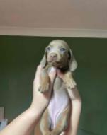 Adorable miniature dachshund puppies for sale