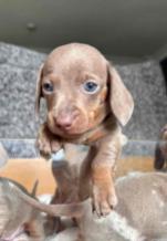 Adorable miniature dachshund puppies for sale