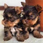 beautiful healthy yorki puppies so cute