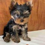 Yorkie puppies for charming and loving homes