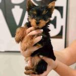 Yorkie puppies for charming and loving homes