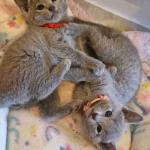 Male and female Russian blue kittens ready to go