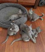 Pure breed Russian Blue kittens ready for a new home