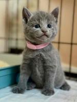 Munchkin kittens for sale