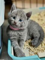 Munchkin kittens for sale
