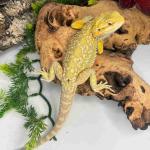 Bearded Dragons